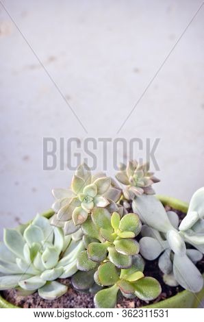 Assorted Succulents In A Pot With Blue Grey Background - Vertical