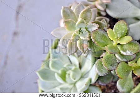 Potted Succulent Arrangement On Blue Grey Background
