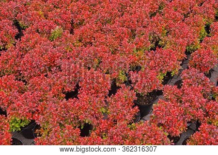 Garden Shop. Berberis Thunbergii, The Japanese Barberry, Thunberg's Barberry, Or Red Barberry. Plant