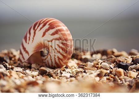 Great British summer  beach with nautilus pompilius sea shell