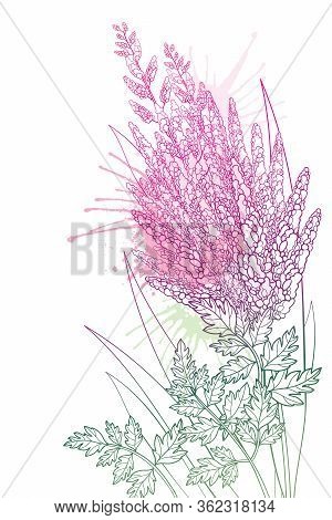 Vector Corner Bouquet With Outline Astilbe Or Astilba Or False Spirea Flower Bunch And Leaf In Paste