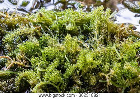 Close-up Bunch Of Seaweed In Farm With Water .bunch Of Seaweed Or Sea Grapes.it Is A High-fiber, Low