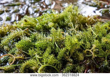 Close-up Bunch Of Seaweed In Farm With Water .bunch Of Seaweed Or Sea Grapes.it Is A High-fiber, Low