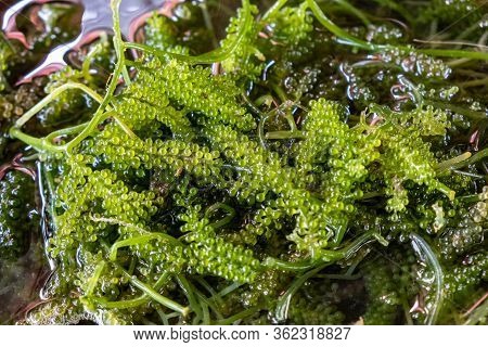 Close-up Bunch Of Seaweed In Farm With Water .bunch Of Seaweed Or Sea Grapes.it Is A High-fiber, Low