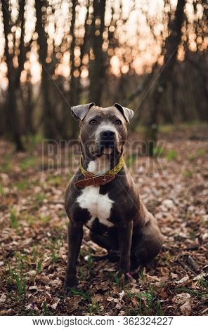 Vertical Portrait Of Blue American Staffordshire Terrier (amstaff) Sitting On The Ground In Nature. 