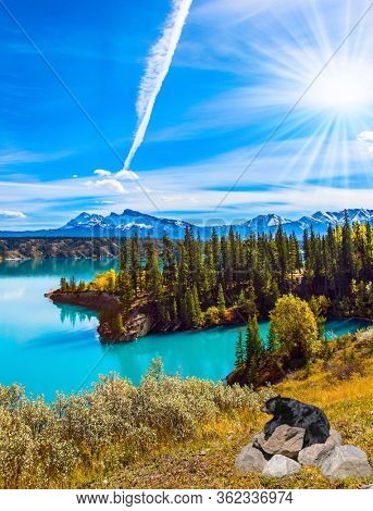 Evergreen forest surrounds the azure lake. Magnificent landscape. Artificial Abraham Lake in the Rocky Mountains of Canada. The concept of active, ecological and photo tourism