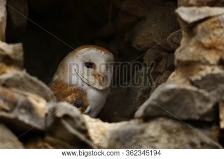 Light Colloured Barn Owl - Tyto Alba - Looking Out Of A Hole In A Stone Wall