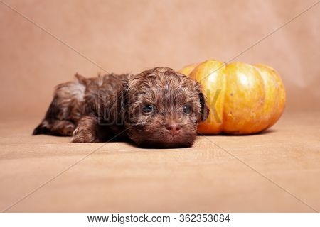 Little Red Color Curly Puppy Of Decorative Breed Of Dogs Russian Colored Lap-dog, Lies In The Studio