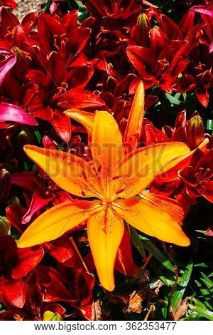 Blooming Beautiful Lily Flowers As A Floral Background
