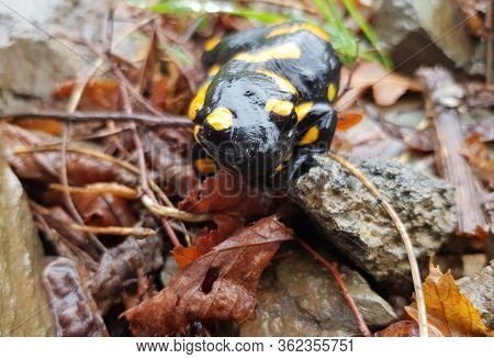 The Fire Salamander (salamandra Salamandra) Is Possibly The Best-known Salamander Species In Europe.