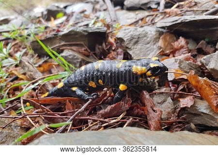 The Fire Salamander (salamandra Salamandra) Is Possibly The Best-known Salamander Species In Europe.
