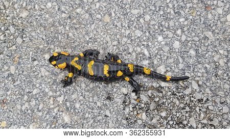 The Fire Salamander (salamandra Salamandra) Is Possibly The Best-known Salamander Species In Europe.