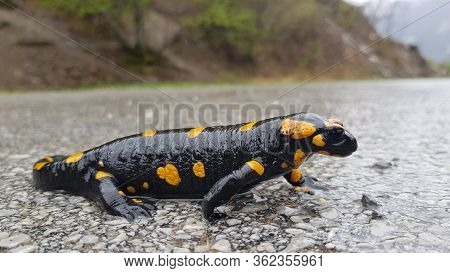 The Fire Salamander (salamandra Salamandra) Is Possibly The Best-known Salamander Species In Europe.