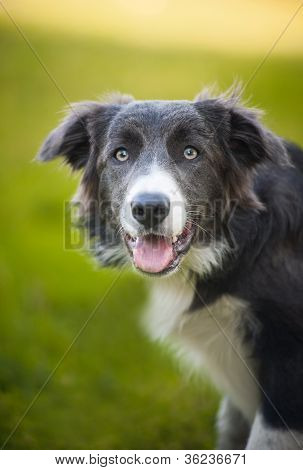 glÃ¼ckliche Hund Bordercollie