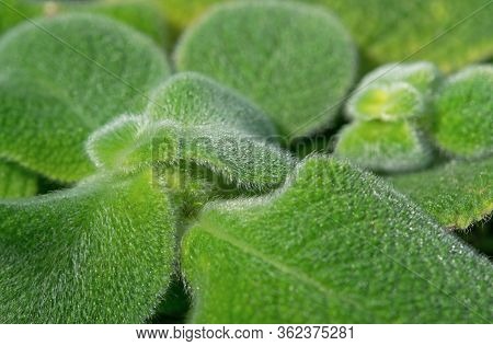 Close-up Of Beautiful Green Episcia Plant With White Soft Fur For Natural Background