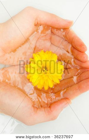 Sárga virág a kezekben