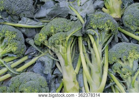 Broccoli , An Edible Green Plant, Vegetables For Sale In A Market In Territy Bazar, Kolkata, West Be