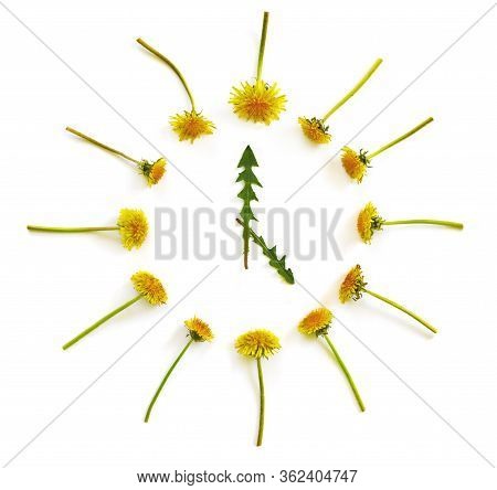 Round Dial Of Yellow Dandelion Flowers And Green Foliage On White Isolated Background. 5 O'clock Con