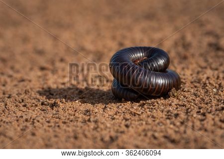 Tanzanian Red-legged Millipede Coiled Up On Track