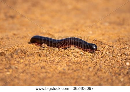 Tanzanian Red-legged Millipede Walking Over Sandy Track