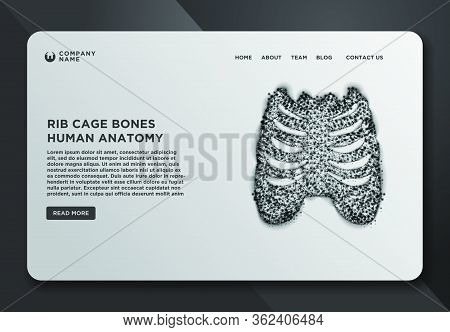 Web Page Design Templates Collection Of Thorax- Ribs, Sternum, Clavicle, Scapula, Vertebral Column. 