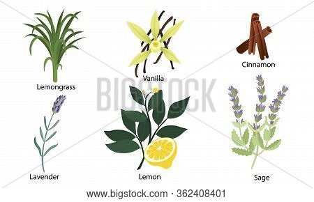 Set Of Different Natural Herbs, Flowers, Fruits. Lemon, Vanilla, Lavender, Lemongrass, Cinnamon, Sag