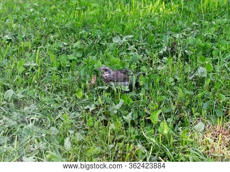 Young Throstle Walks On The Grass, Song Bird Still Can Not Fly, Rook Throstle