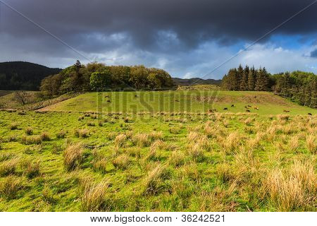 Animais em uma pastagem perto de um lago