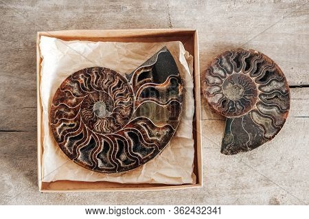 Ammonites Fossil Shell On Wooden Background. Top View. Copy, Empty Space For Text. Polished Half Of 