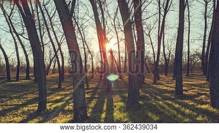 Sunset In Pine Forest Nature Background. Dark Background Of Pine Forest.last Sun In Forest Nature. S