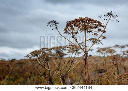 Sosnovsky Cow Parsnip Heracleum-threat Herbaceous Flowering Plant. Parts Of The Plant Contain The In