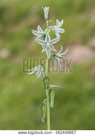Photos Of Various Wild Plants And Wild Flowers