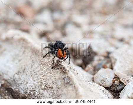 Philaeus Chrysops Male, Jumping Spider Red And Black Color