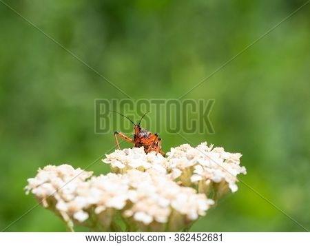 Assassin Bug (rhynocoris Iracundus) Sitting On A White Flower, Ready To Attack