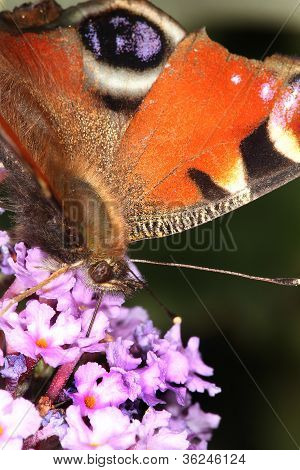Borboleta pavão de alimentação.