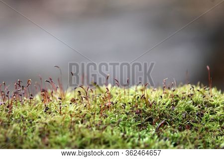 Green And Red Moss With Spore Capsules Close Up, Magic Forest. Colorful Macro Shot Of Fairy Nature, 