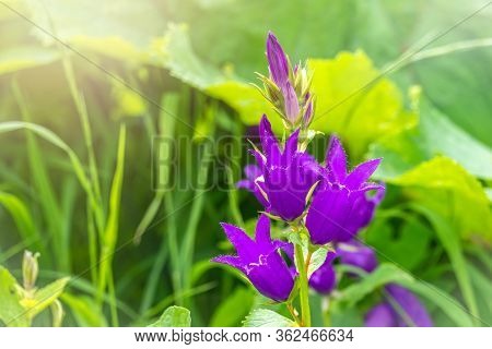 Campanula Persicifolia, The Peach-leaved Bellflower, Is A Flowering Plant Species In The Family Camp