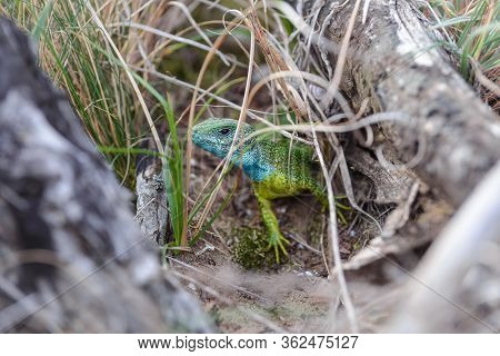 Lacerta Bilineata Green European Lizard. Close Up Of A Tropical Lizard In Nature. Amazing Nature. Cl