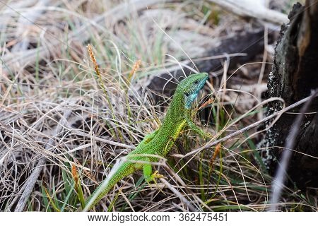 Lacerta Bilineata Green European Lizard. Close Up Of A Tropical Lizard In Nature. Amazing Nature. Cl