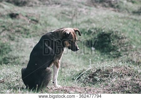 Sad Dog. Homeless Dog. A Sad Dog Is Sitting On The Ground. Dog In The Nature. Homeless Doggy With A 