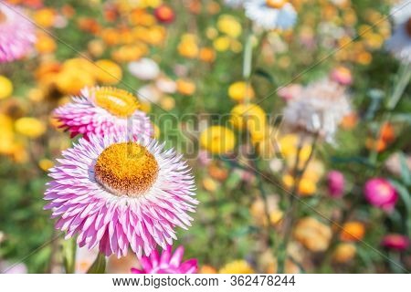 Bloomimg Straw Flower, Helichrysam Or Everlasting In The Garden With Blur Background Near Phu Hin Ro