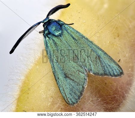 Moth A Small Butterfly With Green Mother-of-pearl Wings And A Large Mustache