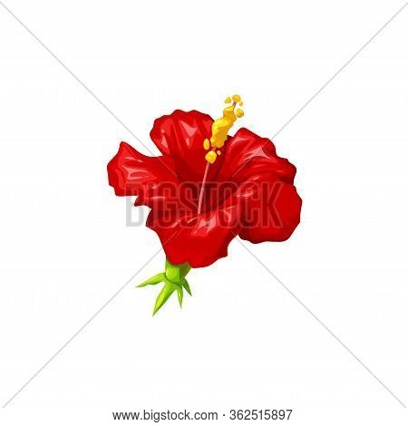 Red Hibiscus Flower Isolated Vector, Herbal Tea And Tropical Plant Design. Rose Mallow Or Sudanese R