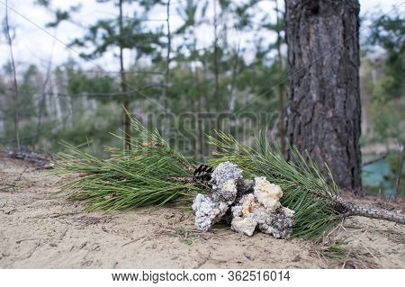 Green Pine Branch With Large Fractions Of Gum Resin For Healing Tree Wounds. Background.