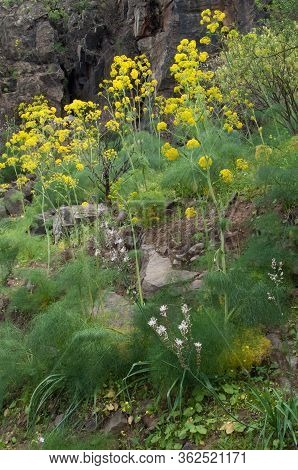 Yellow Flowers Of Ferula Linkii And White Flowers Of Summer Asphodel.