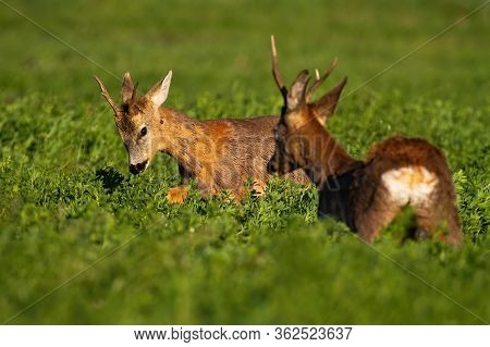 Rivalry Of Roebucks In A Territorial Fight In Spring Nature At Sunrise