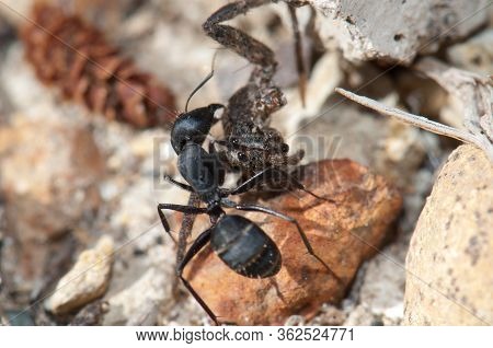 Ant Camponotus Feae Carrying A Spider To The Anthill.