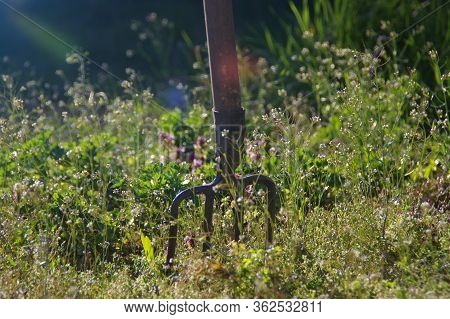Garden Forks Driven Into The Soil. Spring Rural Scene With Meadow In Background.
