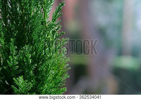 Evergreen Conifers Tree On Blurred Natural Background. Cryptomeria Japonica Of Family Cupressaceae P