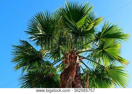 Palm Trees On The Streets Of Los Angeles\ncolorful Palm Tree Background For Web Design.